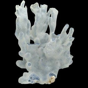 Rare ~ Natural Blue Coral Branch Heliopora Coerulea Specimen 7.1/2 H x 5.1/2 W